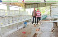 Pemanfaatan Kandang Batre Ayam Petelur untuk dijadikan Kandang Puyuh Petelur di Kec. Pelayangan Kota Jambi