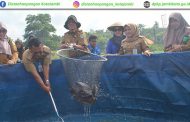 Panen Ikan Lele pada Kolam Biofloc di UPTD PBAT Kota Jambi
