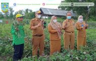 Kota Jambi Melalui Dinas Pertanian dan Ketahanan Pangan Kota Jambi ikuti Panen Virtual Serentak di Seluruh Indonesia