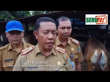 Pemeriksaan Hewan Kurban oleh Dinas Peternakan Kota Jambi